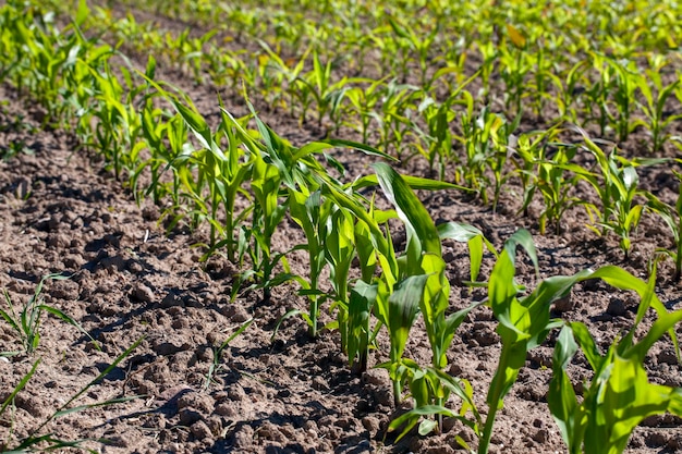 Campo agricolo con mais nel terreno e fango