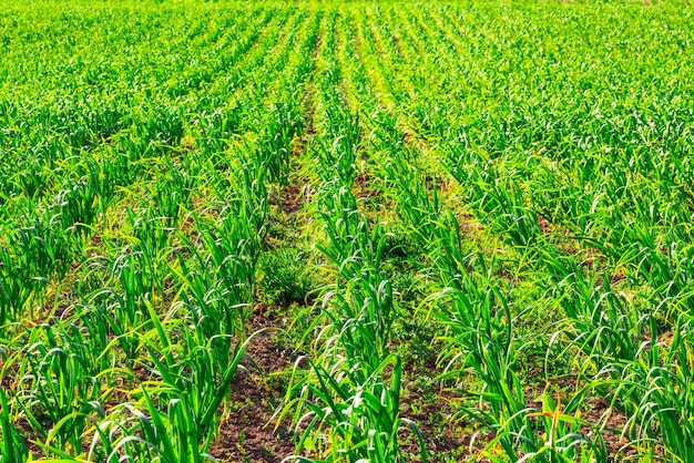 Campo agricolo con mais seminato