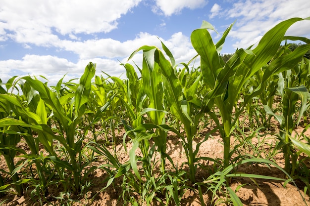 Campo agricolo con mais verde