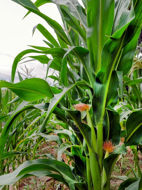 Campo agricolo con mais