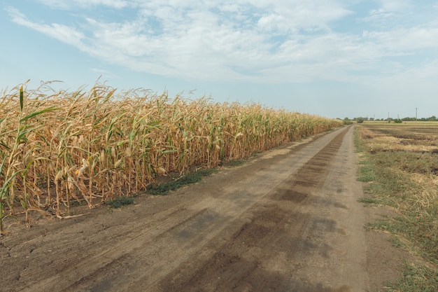 Campo agricolo con mais