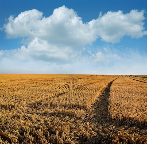 campo agricolo con molti binari stradali con sfondo di cielo tagliato con nuvole