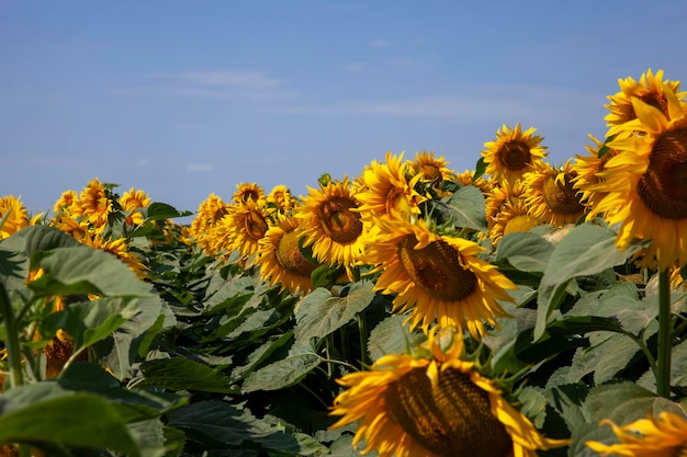 Campo agricolo con molti girasoli durante la fioritura