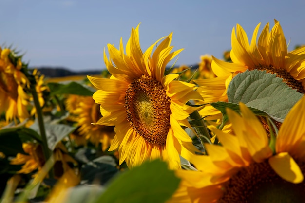 Campo agricolo con molti girasoli durante la fioritura