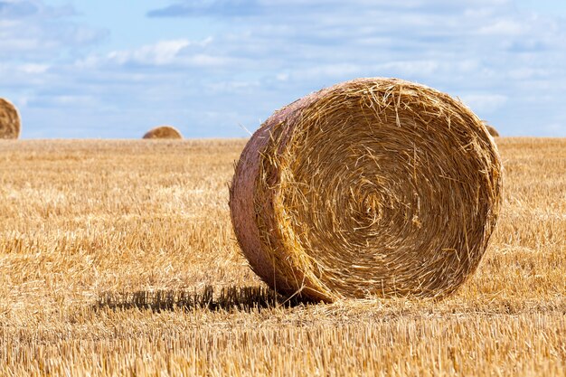 Campo agricolo con pagliai