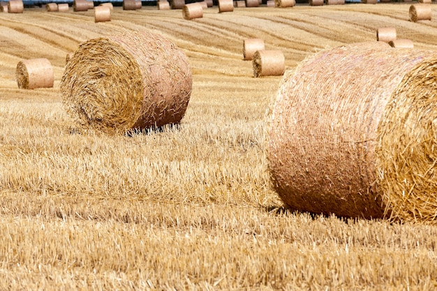 Campo agricolo con pagliai