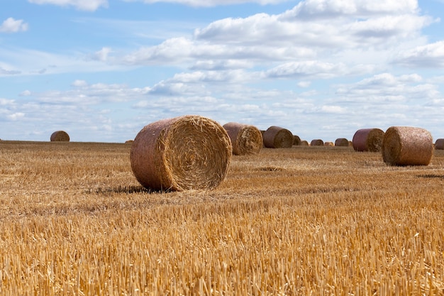 Campo agricolo con pagliai