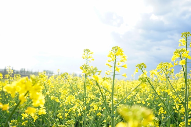 Campo agricolo con piante di colza Fiori di colza in forte luce solare Colza di semi oleosi Sfondo della natura