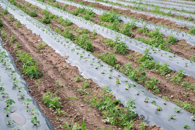 Campo agricolo con piante di fragole germogliate in fila ricoperte di plastica che cresce frutta biologica