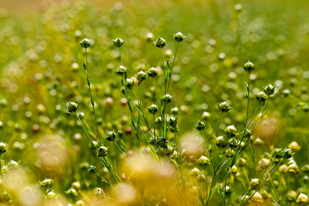 Campo agricolo con piante di lino