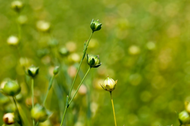 Campo agricolo con piante di lino