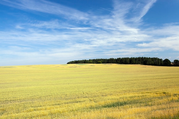 Campo agricolo con piante giovani in primavera ed estate, con cieli azzurri e boschi