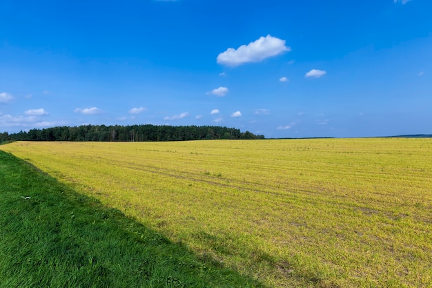 Campo agricolo con piante in crescita per la raccolta del cibo