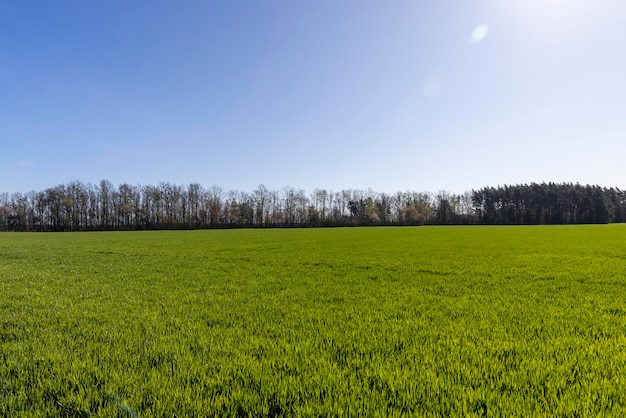 campo agricolo con segni verdi in primavera germogli di grano verde sul campo agricolo