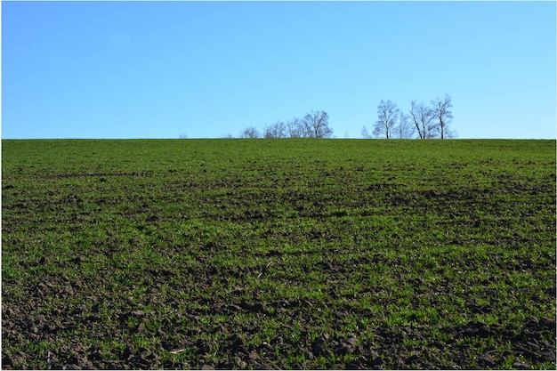 campo agricolo con un cielo blu e alcuni alberi sullo sfondo spazio di copia