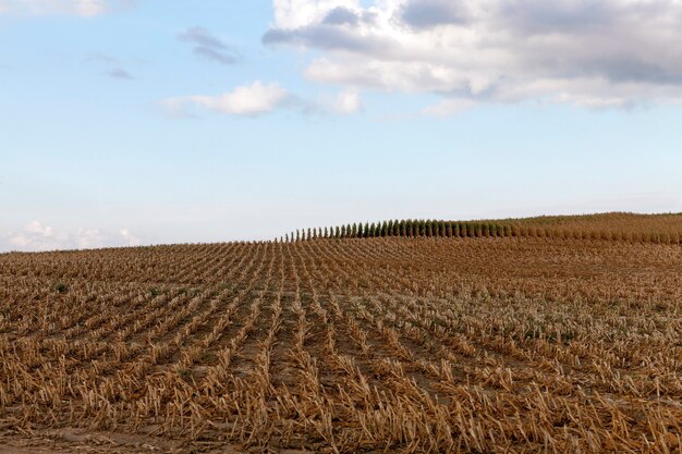 Campo agricolo di mais maturo raccolto