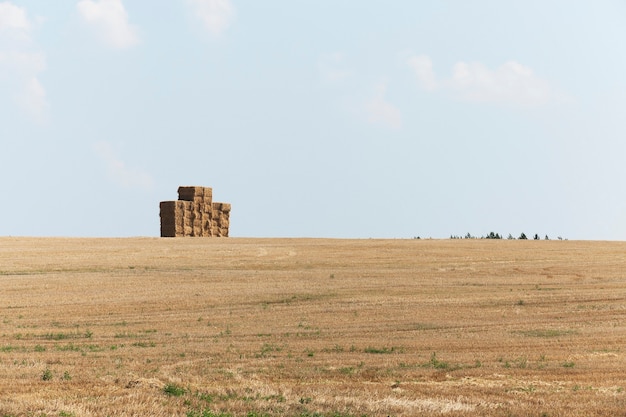 Campo agricolo di paglia di pila quadrata dove la paglia raccolta