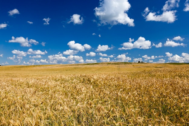 Campo agricolo dorato con grano nella stagione estiva, la pianta non è ancora matura