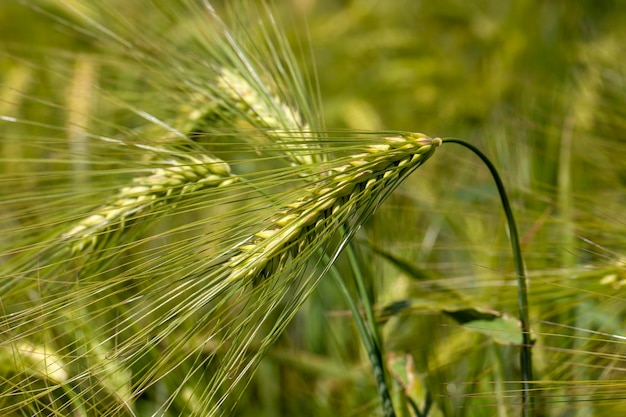 Campo agricolo dove cresce il grano verde acerbo