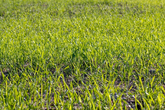 Campo agricolo dove cresce il grano verde acerbo