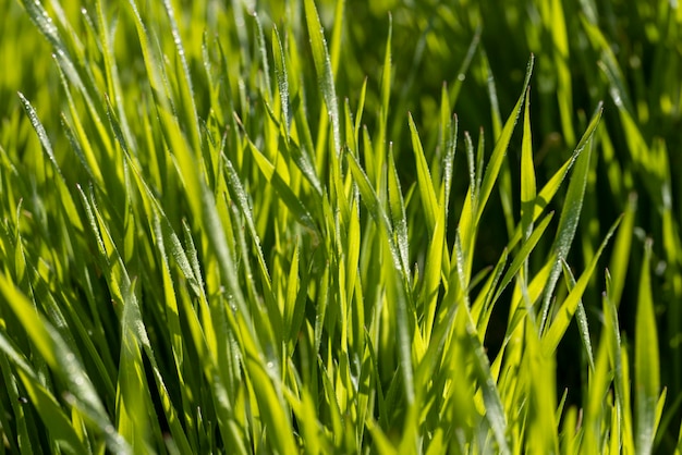 Campo agricolo dove cresce il grano verde acerbo