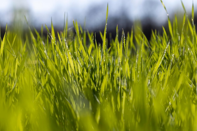 Campo agricolo dove cresce il grano verde acerbo