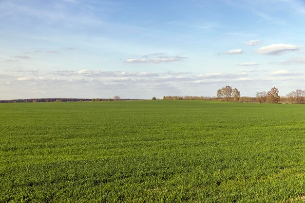 Campo agricolo dove cresce il grano verde acerbo