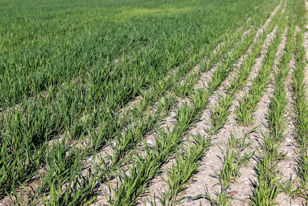 Campo agricolo dove cresce il grano verde acerbo