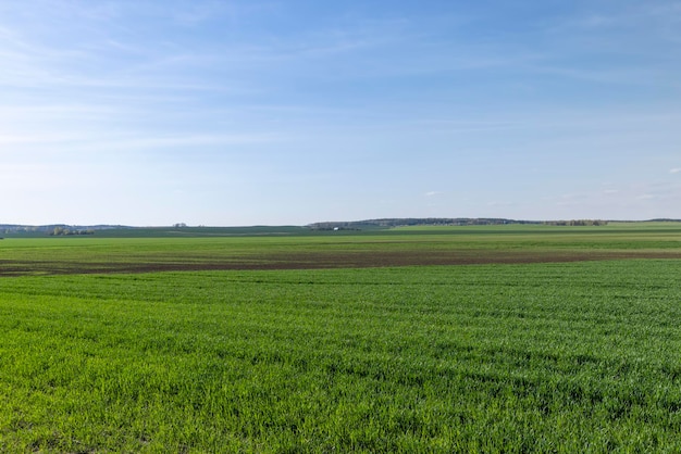 Campo agricolo dove cresce il grano verde acerbo