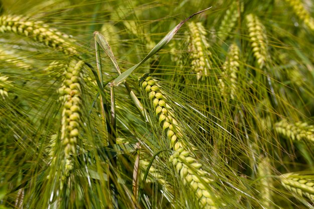 Campo agricolo dove cresce il grano verde acerbo