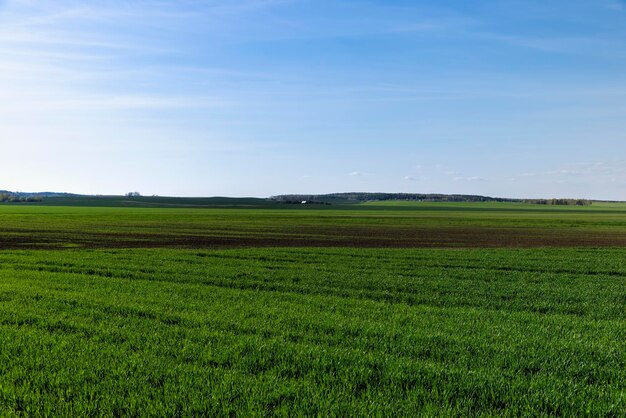 Campo agricolo dove cresce il grano verde acerbo