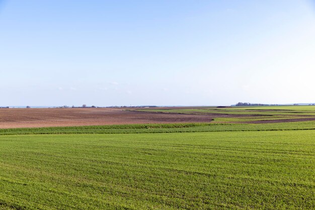 Campo agricolo dove cresce il grano verde acerbo