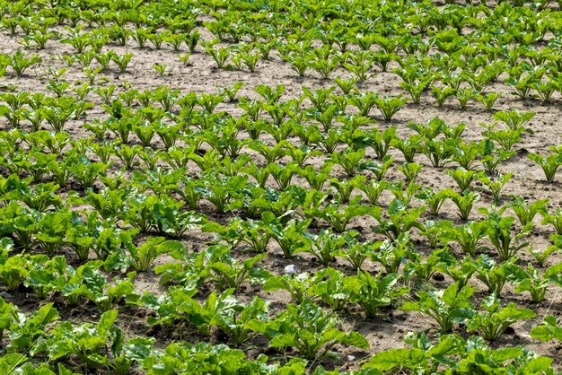 Campo agricolo dove cresce la barbabietola da zucchero