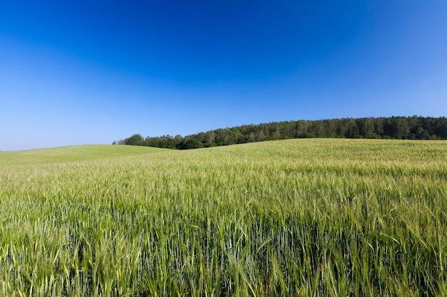 Campo agricolo dove cresce la segale verde