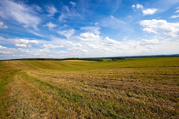 Campo agricolo dove crescono grani verdi acerbi