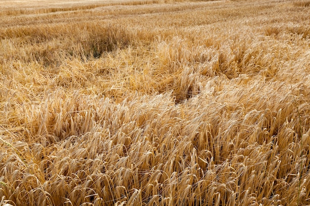 Campo agricolo dove dopo un temporale è a terra il grano giallo maturo