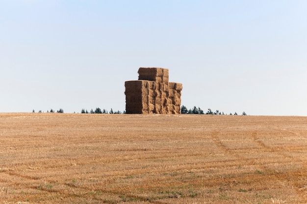 Campo agricolo dove la paglia raccolta in mucchi di fieno quadrati e piegata insieme