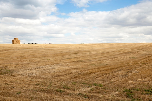 Campo agricolo dove le colture hanno raccolto cereali, frumento