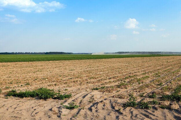 Campo agricolo dove raccolta e cipolle