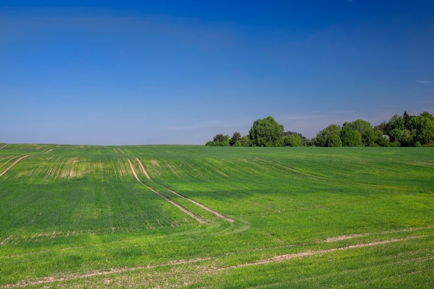 Campo agricolo dove si coltiva il frumento cereale