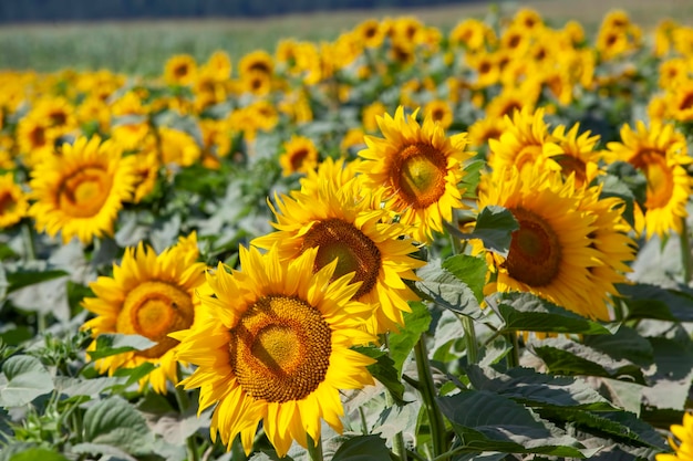 Campo agricolo dove si coltiva il girasole per la produzione di olio