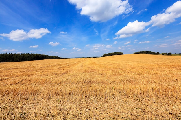 Campo agricolo dove si raccolgono cereali maturi. agricoltura