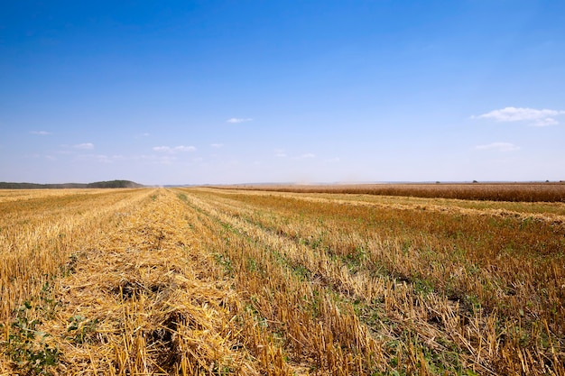 Campo agricolo dove si raccolgono i cereali. Grano