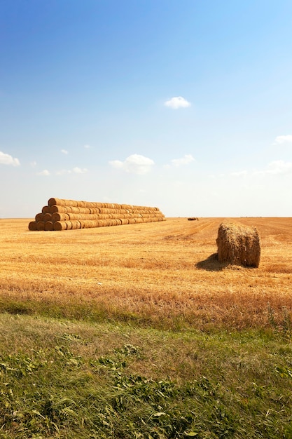 Campo agricolo dove si raccolgono i cereali