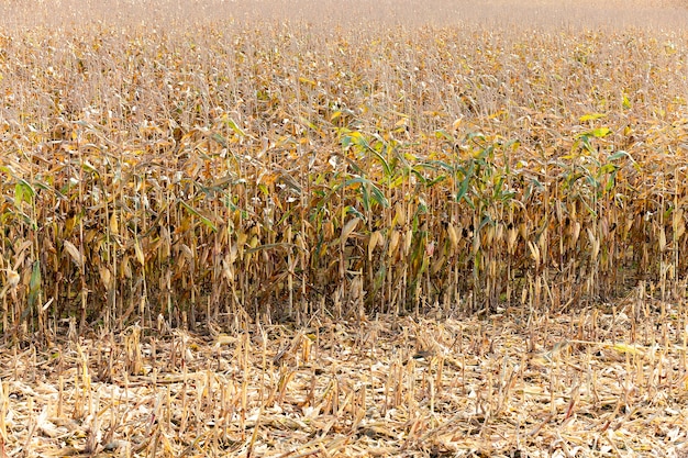 Campo agricolo dove viene coltivato il mais. mais maturo