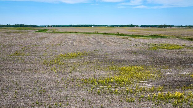 Campo agricolo fiori gialli cielo blu verde fossato di deflusso nessuna coltura campo coltivato patrimonio paesaggistico