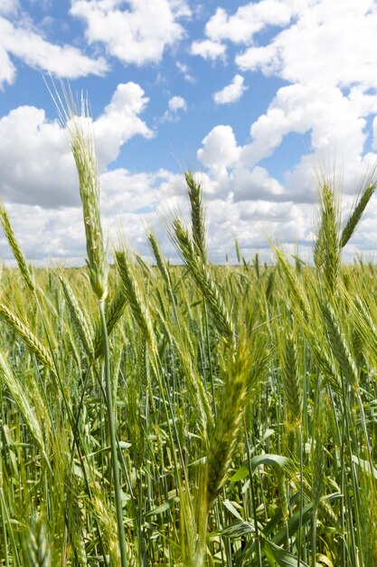 Campo agricolo fotografato con spighe verdi di cereali