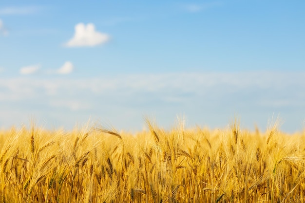 Campo agricolo giallo con grano maturo e cielo blu