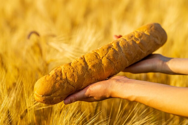 Campo agricolo giallo con tramonto dorato di grano maturo