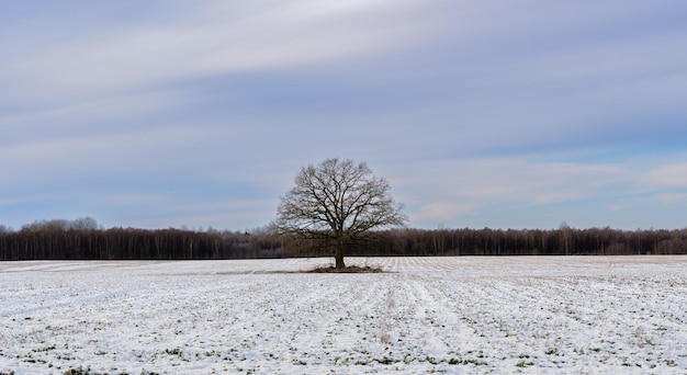 Campo agricolo innevato con grande quercia al centro